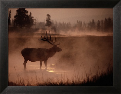 Bull Elk In The Morning In The Smoky Atmosphere Of Yellowstone National Park Fires Of 1988 by Michael S. Quinton Pricing Limited Edition Print image