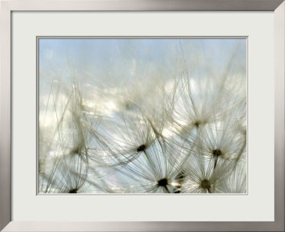 Close View Of Dandelion Seeds, Groton, Connecticut by Todd Gipstein Pricing Limited Edition Print image