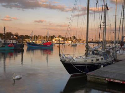Swan In Lymington Harbour With Moored Yachts And Fishing Boats. New Forest, Hampshire, England by Adam Burton Pricing Limited Edition Print image