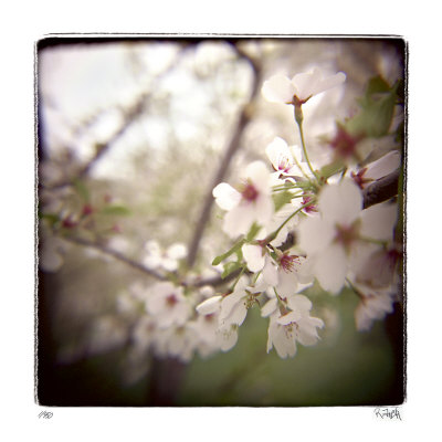 Cherry Blossoms by Rebecca Tolk Pricing Limited Edition Print image