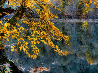 Yellow Leaves by Nejdet Duzen Pricing Limited Edition Print image