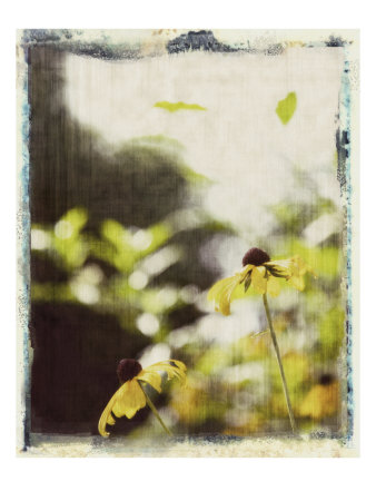 Blackeyed Susans Iii by Meghan Mcsweeney Pricing Limited Edition Print image