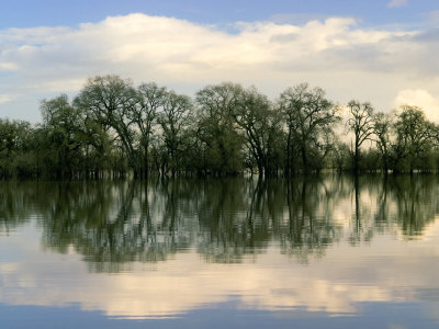 Laguna De Santa Rosa, California, Usa by Bob Cornelis Pricing Limited Edition Print image
