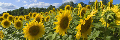 Field Of Sunflowers by Images Monsoon Pricing Limited Edition Print image