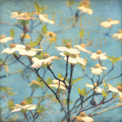 Dogwood I by Amy Melious Pricing Limited Edition Print image