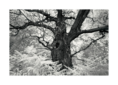 Portrait Of A Tree, Study 12 by Marcin Stawiarz Pricing Limited Edition Print image