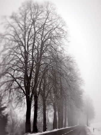 Trees In Foggy Winter Landscape by Ilona Wellmann Pricing Limited Edition Print image