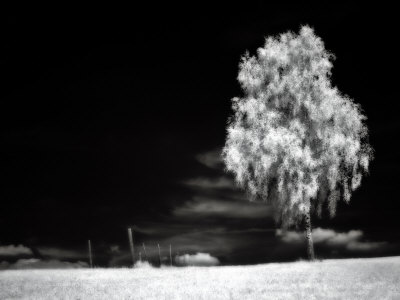 Lone Tree by Ilona Wellmann Pricing Limited Edition Print image