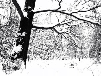 Trees In Winter by Ilona Wellmann Pricing Limited Edition Print image