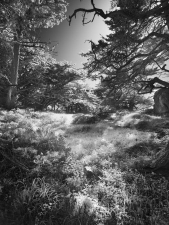 Early Morning At Point Lobos, California by Images Monsoon Pricing Limited Edition Print image