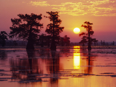 Sunrise Through Trees In Cypress Swamp by Images Monsoon Pricing Limited Edition Print image