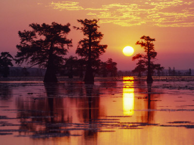 Sunrise Through Trees In Cypress Swamp by Images Monsoon Pricing Limited Edition Print image