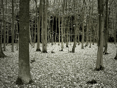 Trees In Forest During Autumn by Ilona Wellmann Pricing Limited Edition Print image