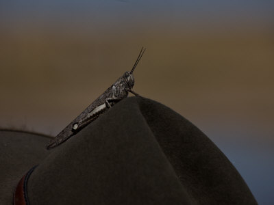 Grasshopper Sitting On A Hat by Beverly Joubert Pricing Limited Edition Print image