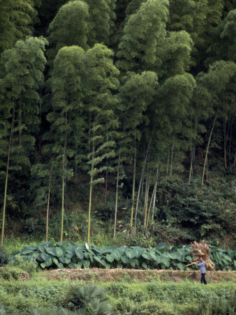 Farmer Walks Through A Field Of Various Vegetables Under Bamboo by Lynn Johnson Pricing Limited Edition Print image