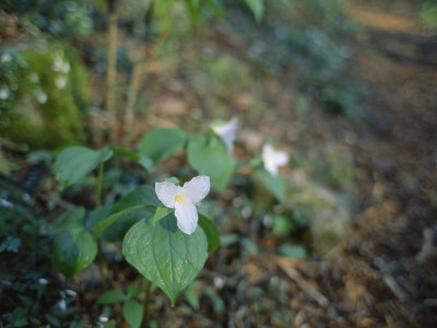 Trillium Blooms In Shakerag Hollow In Sewanee by Stephen Alvarez Pricing Limited Edition Print image