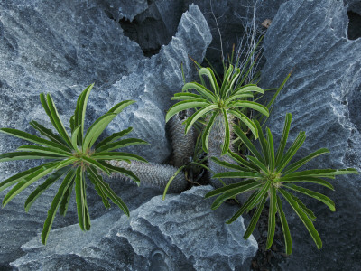 Spiny Pachypodium Plants In The Grand Tsingy by Stephen Alvarez Pricing Limited Edition Print image