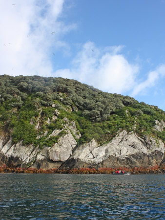 Tourist In A Boat Explore The Coast Of The Snares Islands by Steve & Donna O'meara Pricing Limited Edition Print image