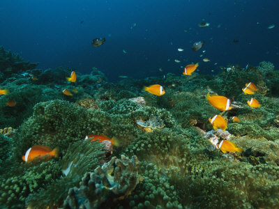 Dusky Anemonefish Swimming Over A Large Colony Of Sea Anemones by Tim Laman Pricing Limited Edition Print image