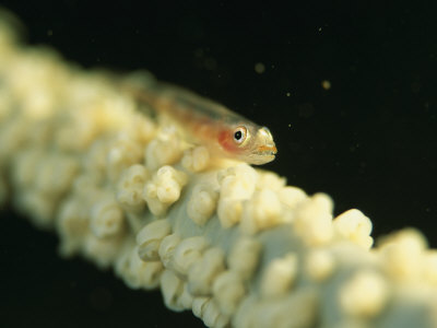 Goby Resting On A Wire Coral, Cirrhipathes Species by Tim Laman Pricing Limited Edition Print image