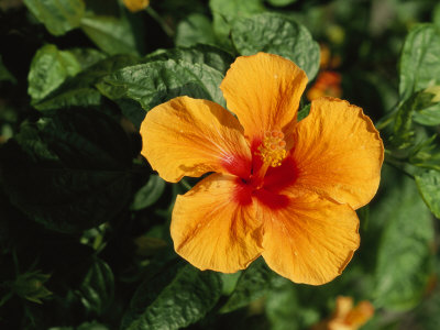 Orange Hued Hibiscus Flower by Tim Laman Pricing Limited Edition Print image