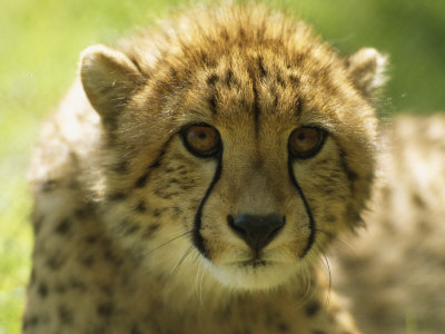 Young Captive Bred Cheetah, Acinonyx Jubatus by Tim Laman Pricing Limited Edition Print image