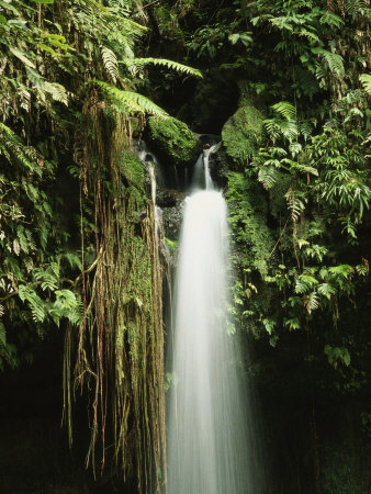 Emerald Pool Waterfall At Morne Trois Pitons National Park by Tim Laman Pricing Limited Edition Print image