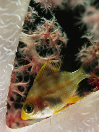 Juvenile Golden Damselfish Sleeping In A Soft Coral by Tim Laman Pricing Limited Edition Print image