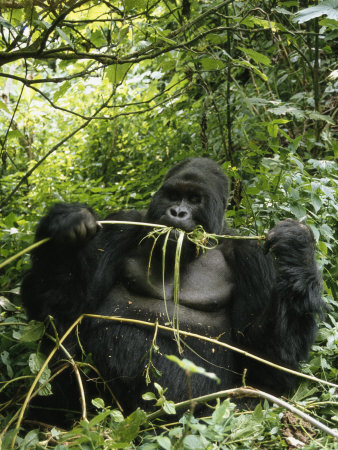 Silverback Mountain Gorilla Stripping Bark From A Twig by Tim Laman Pricing Limited Edition Print image