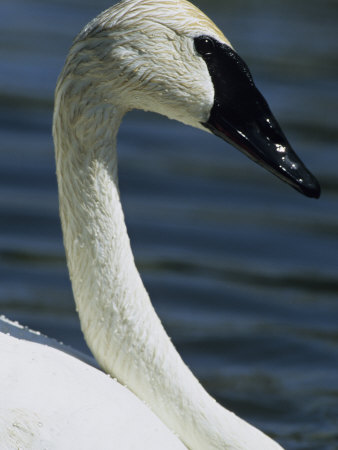 Trumpeter Swan by Tom Murphy Pricing Limited Edition Print image