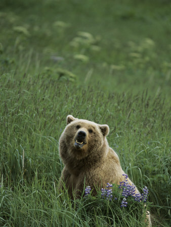 Brown Bear Sow (Ursus Arctos Sitting By Lupines by Tom Murphy Pricing Limited Edition Print image