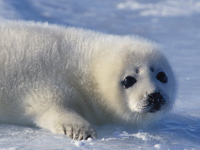 Harp Seal Pup Lies On The Ice by Tom Murphy Pricing Limited Edition Print image