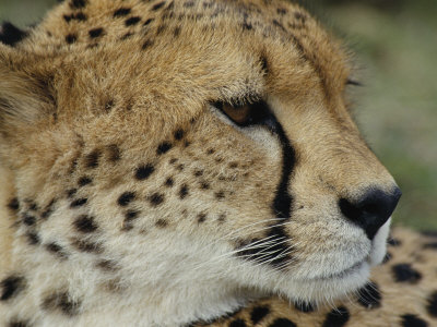 Profile Portrait Of A Cheetah by Tom Murphy Pricing Limited Edition Print image