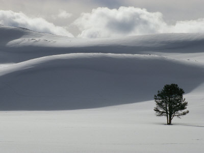 Single Tree In The Rolling Snow-Covered Terrain Of Hayden Valley by Tom Murphy Pricing Limited Edition Print image