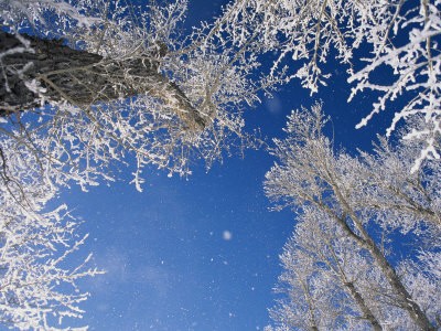 Skyward View Of Frost-Covered Cottonwood Trees by Tom Murphy Pricing Limited Edition Print image