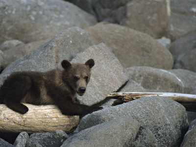 Brown Bear Cub (Ursus Arctos) Resting On A Log On Rocks by Tom Murphy Pricing Limited Edition Print image