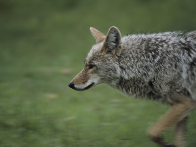Coyote (Canis Latrans) In Motion by Tom Murphy Pricing Limited Edition Print image