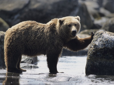 Bear Standing In Shallow Water With Its Paw On A Rock by Tom Murphy Pricing Limited Edition Print image