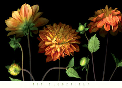 Orange Dahlia Garden by Pip Bloomfield Pricing Limited Edition Print image