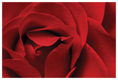 Rose Red by Danny Burk Pricing Limited Edition Print image