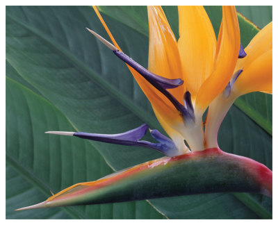 Strelitzia Ii by Danny Burk Pricing Limited Edition Print image
