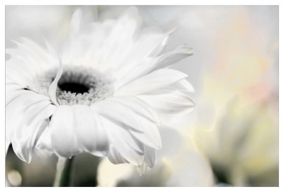Daisy by Karin Connolly Pricing Limited Edition Print image