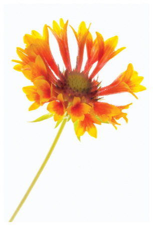 Gaillardia Ii by Harold Davis Pricing Limited Edition Print image