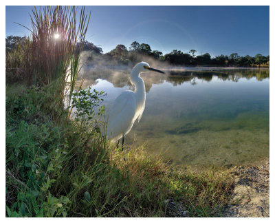 Egret Sunrise by Steve Hunziker Pricing Limited Edition Print image