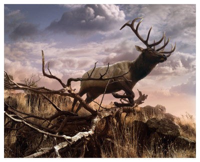 Elk Passage by Steve Hunziker Pricing Limited Edition Print image