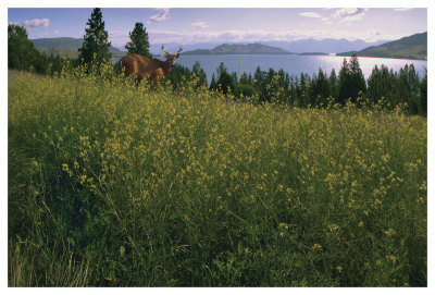 Lake Deer by Steve Hunziker Pricing Limited Edition Print image