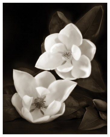 Magnolia I by Dan Magus Pricing Limited Edition Print image