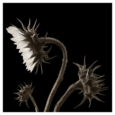 Three Sunflowers by Dan Magus Pricing Limited Edition Print image