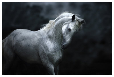 Moonlight Silver Stallion by Melanie Snowhite Pricing Limited Edition Print image