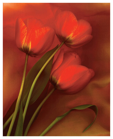 Tulip Fiesta In Red And Yellow Ii by Richard Sutton Pricing Limited Edition Print image